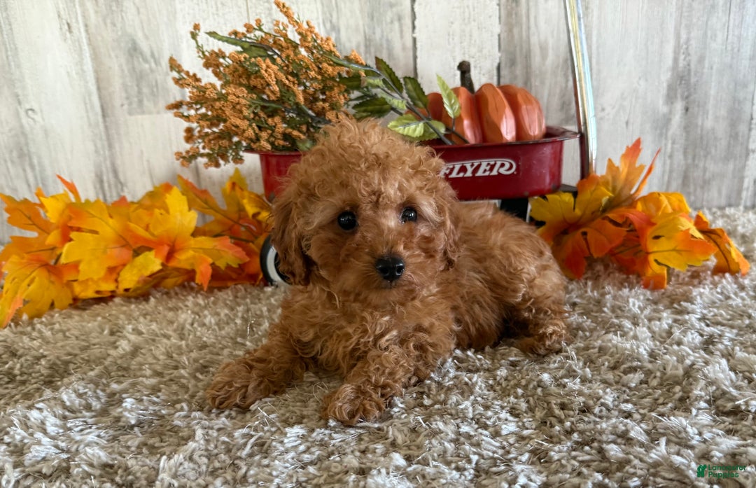 Toy Poodle dogs for sale: Quaker - Ad 9
