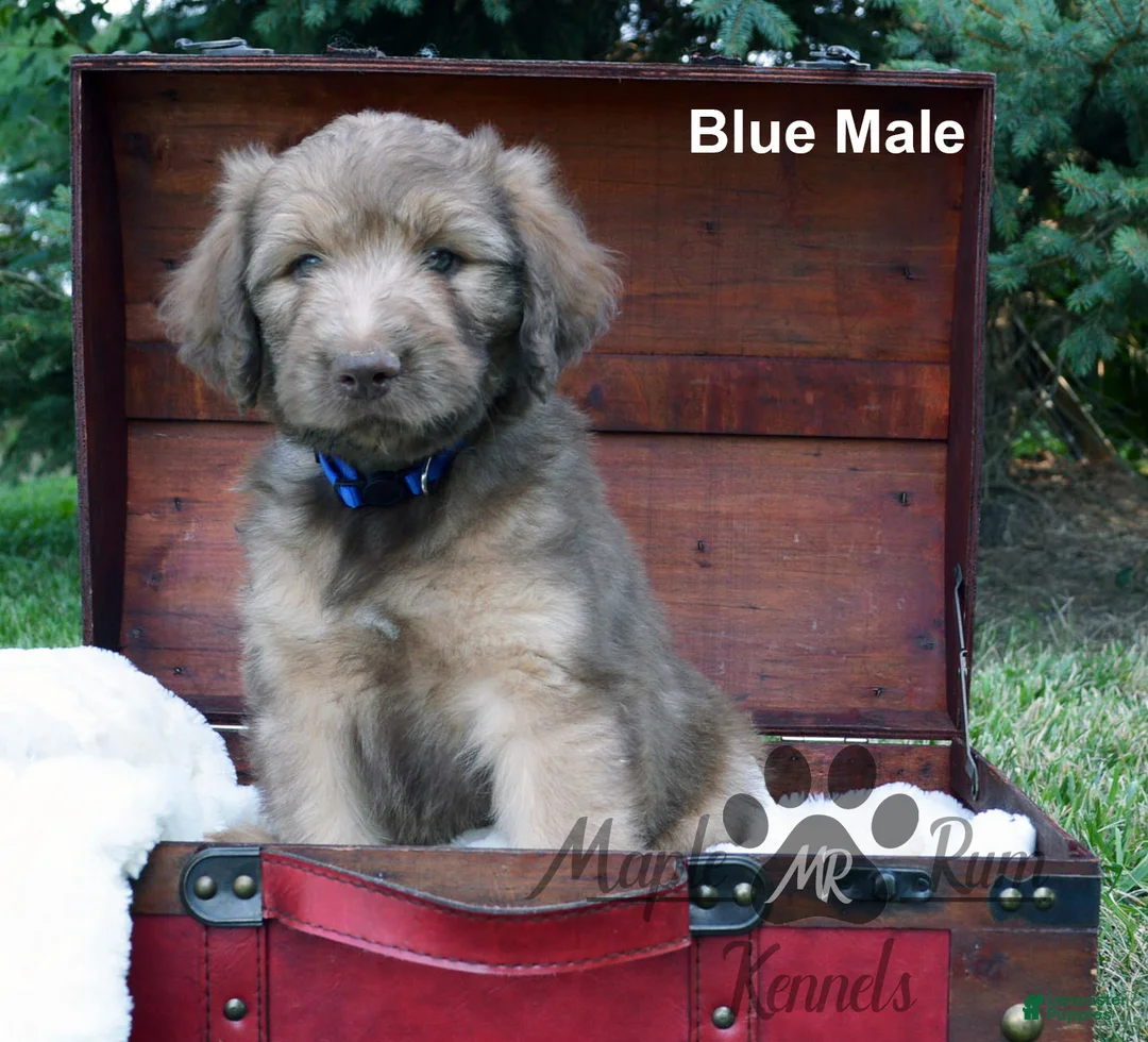 Aussiedoodle dogs for sale: Gray Mia Male - Ad 5