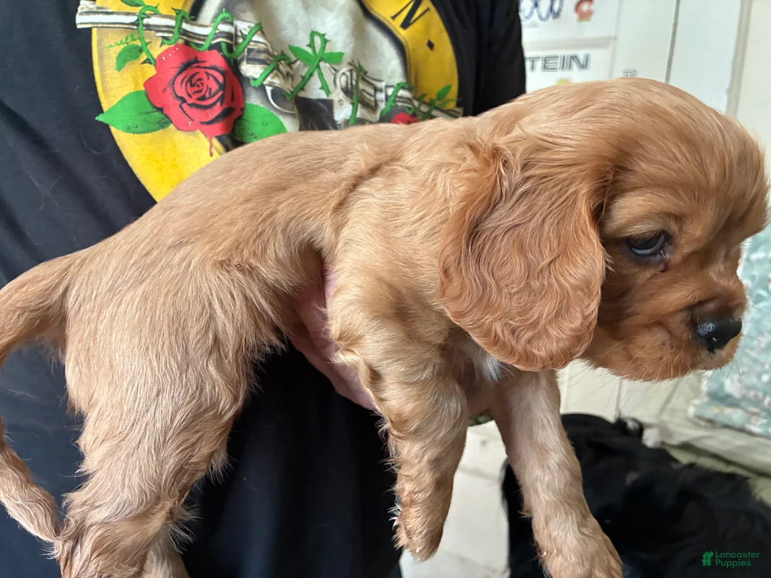 Cavalier King Charles Spaniel dogs for sale: Cavalier King Charles Spaniel Puppy 2 - Ad 2