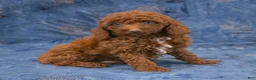 Miniature Poodle dogs for sale: Ruger - Ad 7