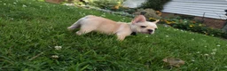 French Bulldog dogs for sale: Sarge  - Ad 4