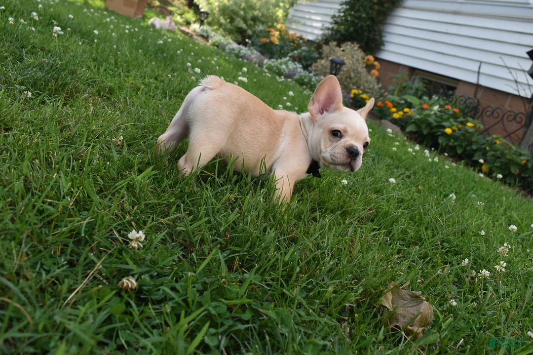 French Bulldog dogs for sale: Sarge  - Ad 4