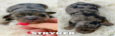 Stryker - Micro Mini F1b