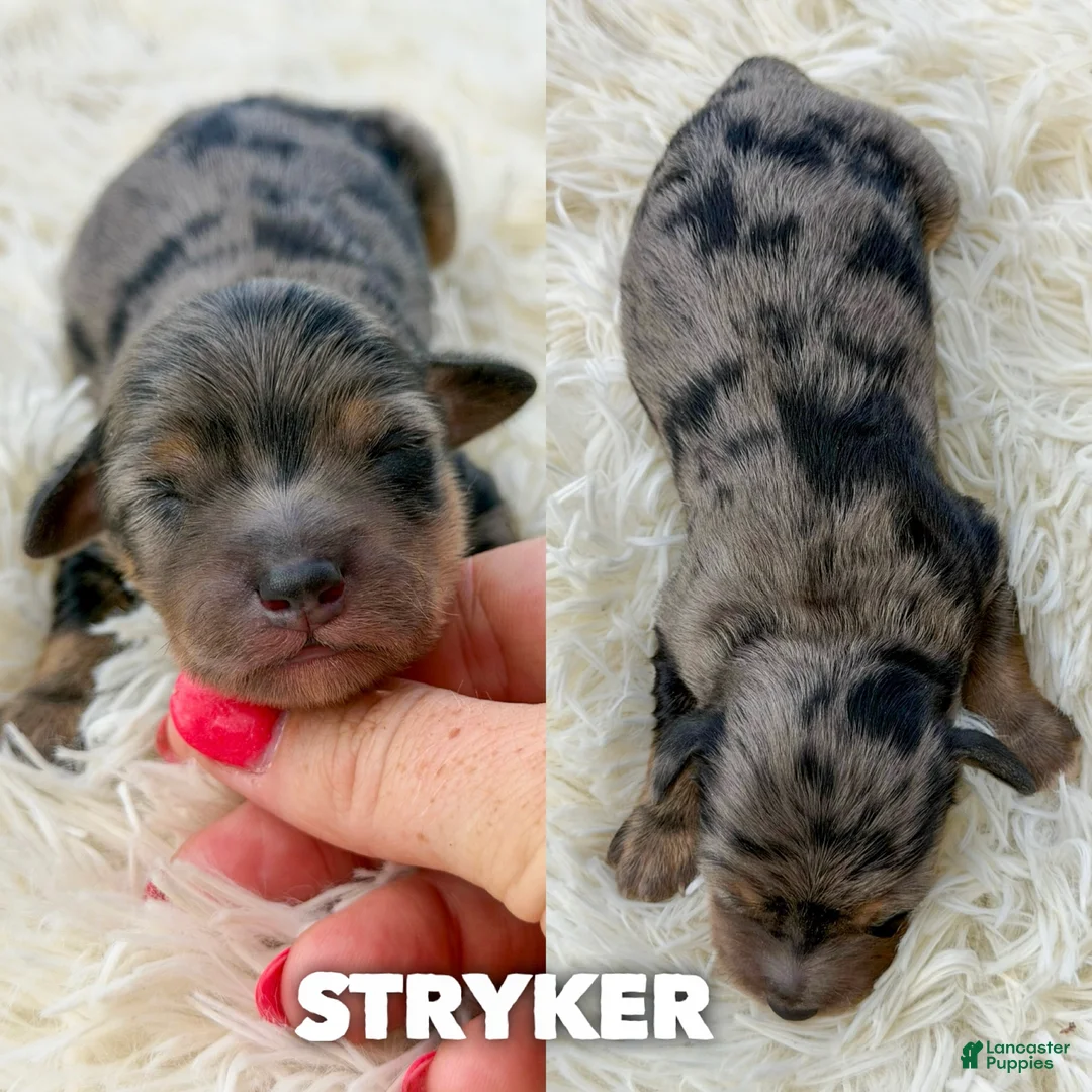 Mini Aussiedoodle dogs for sale: Stryker - Micro Mini F1b - Ad 1