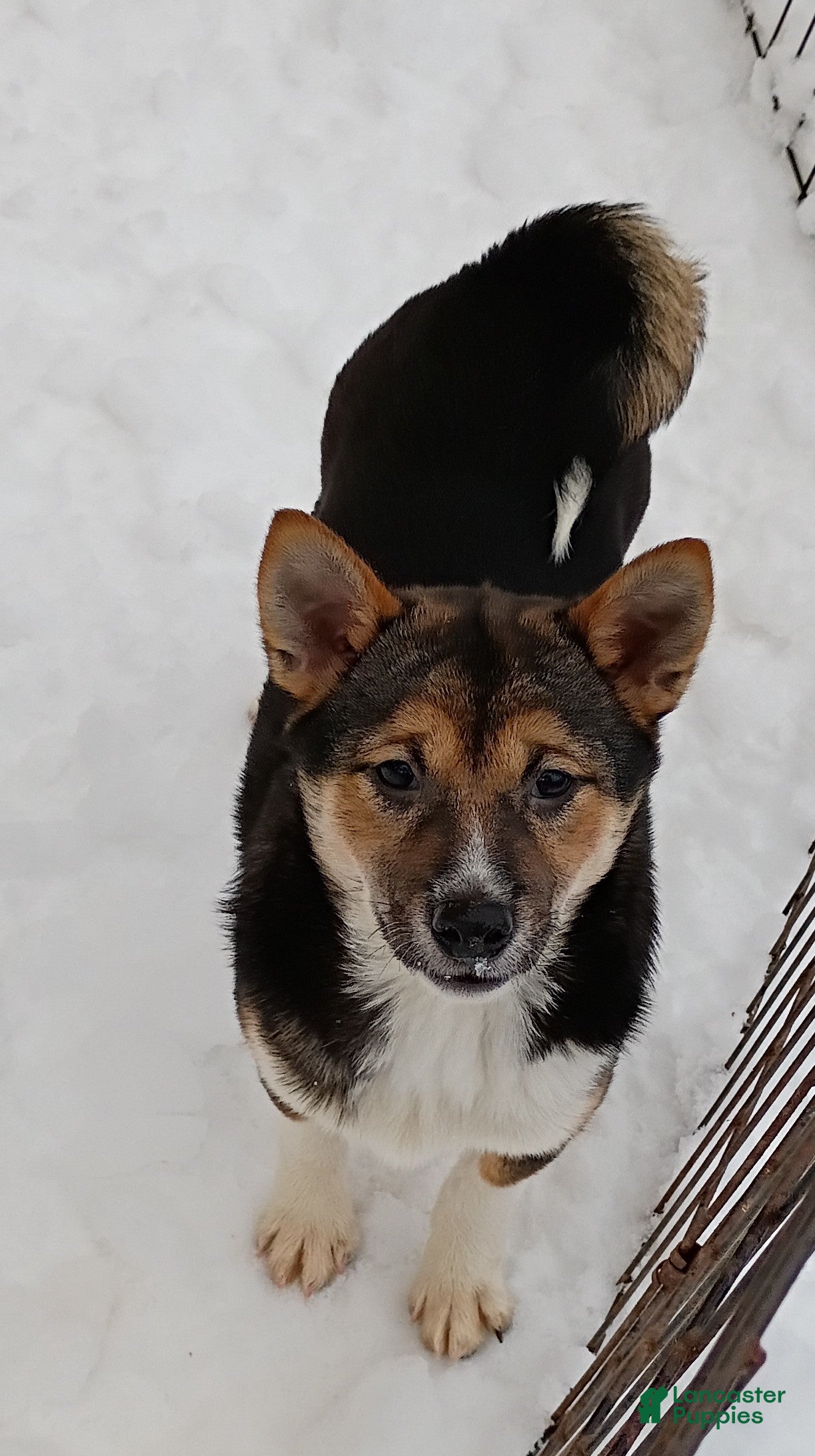 Shiba Inu dogs Holly  - Ad 28