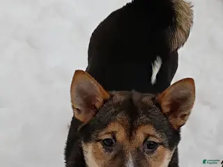 Shiba Inu dogs Holly - Ad 28