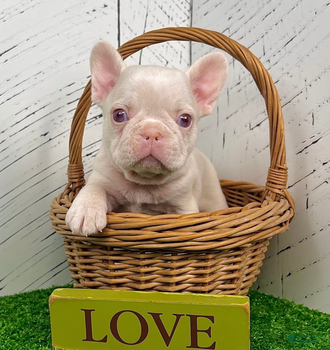 French Bulldog dogs for sale: Ace Pink Merle - Ad 3