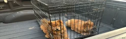 Chow Chow dogs for sale: Chow Chow Puppy 2 - Ad 3