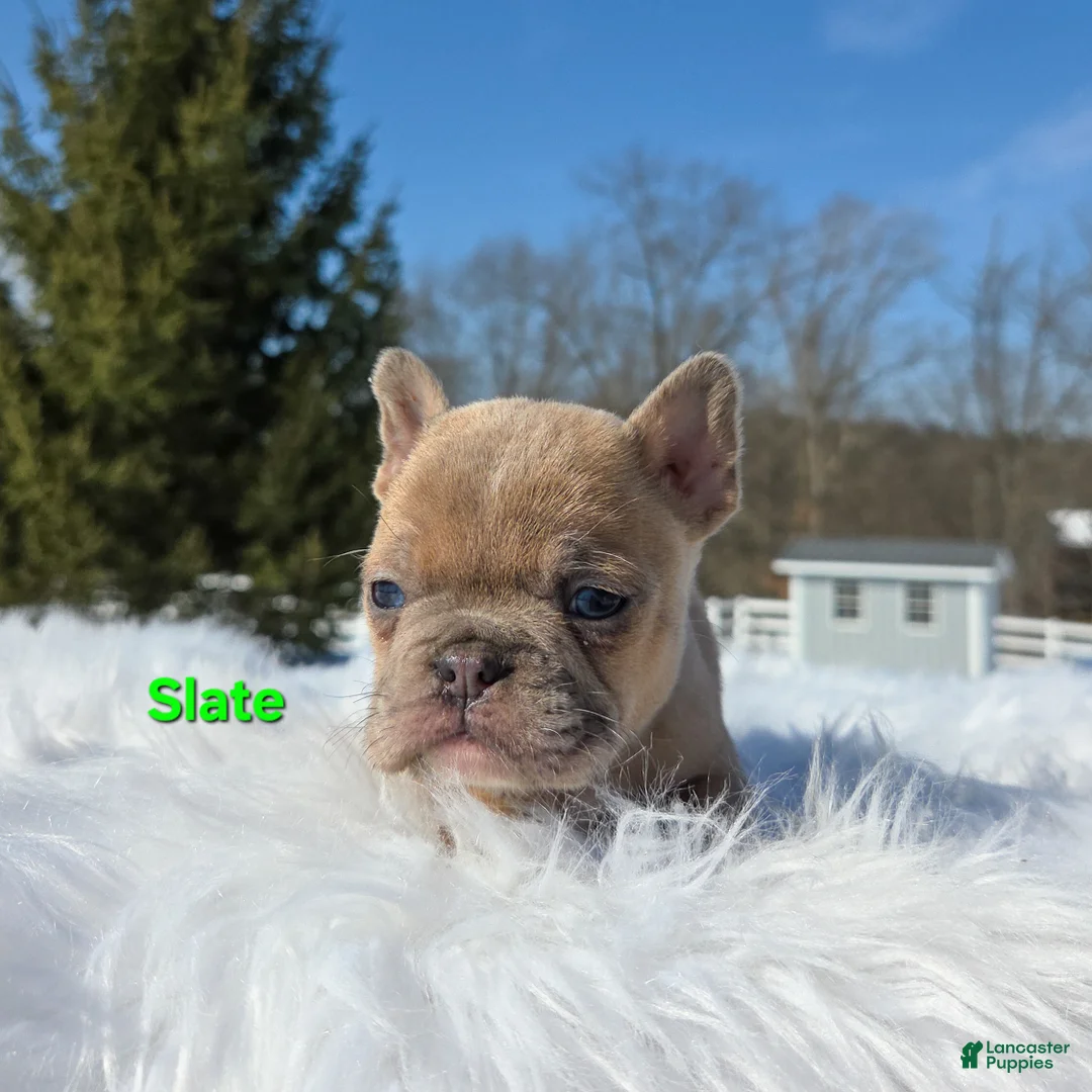 Mixed Breed dogs for sale: Slate - Ad 8