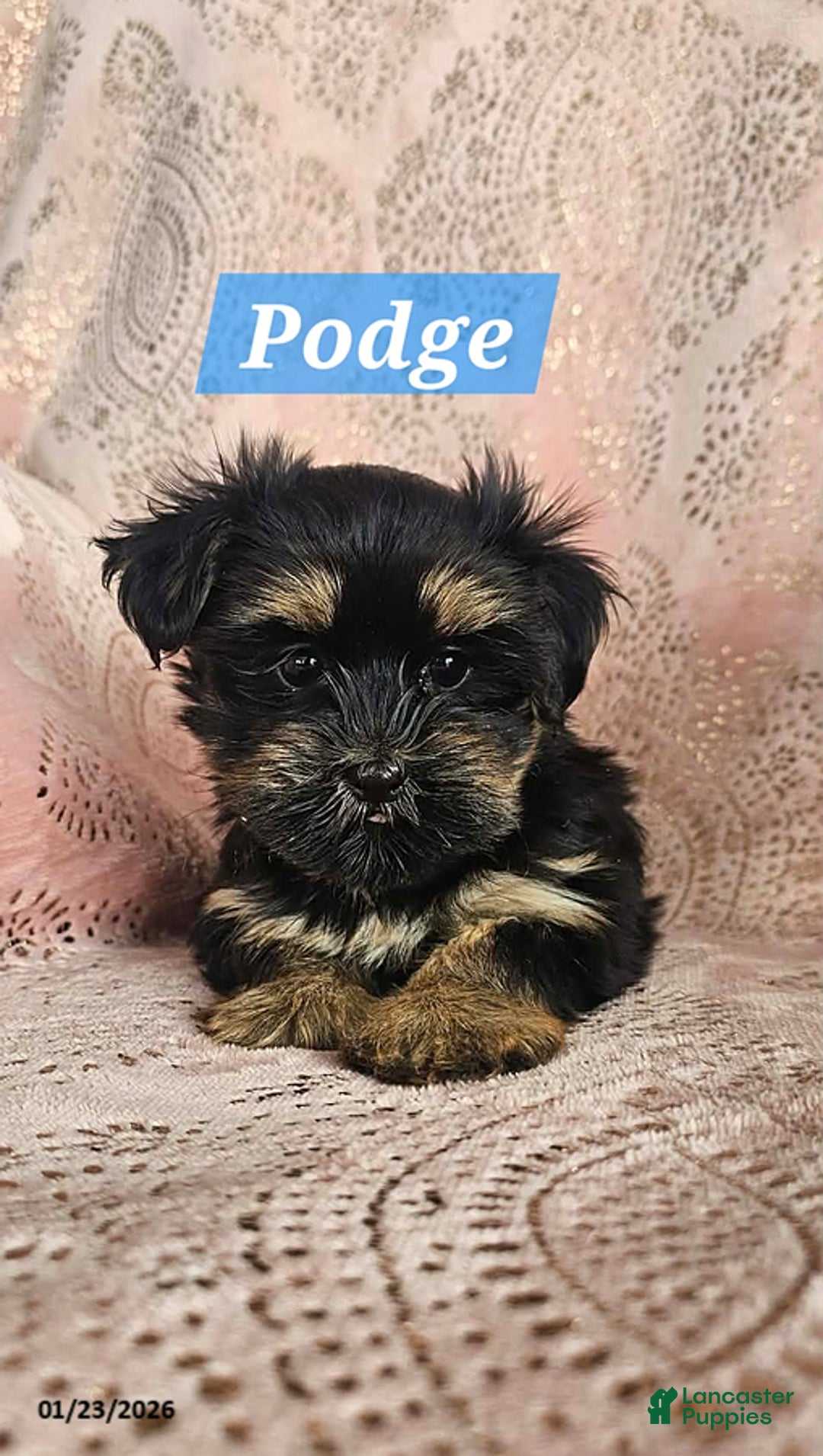 Shorkie dogs for sale: Podge - Ad 2