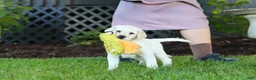 Labrador Retriever dogs for sale: Kurt - Ad 21
