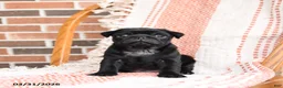 Pug dogs for sale: Oliver - Ad 3