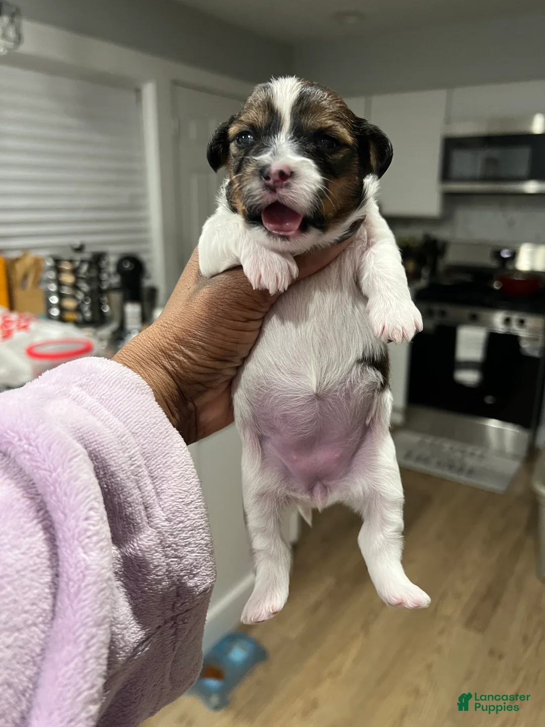 Morkie dogs for sale: Morkie Puppy 3 - Ad 4