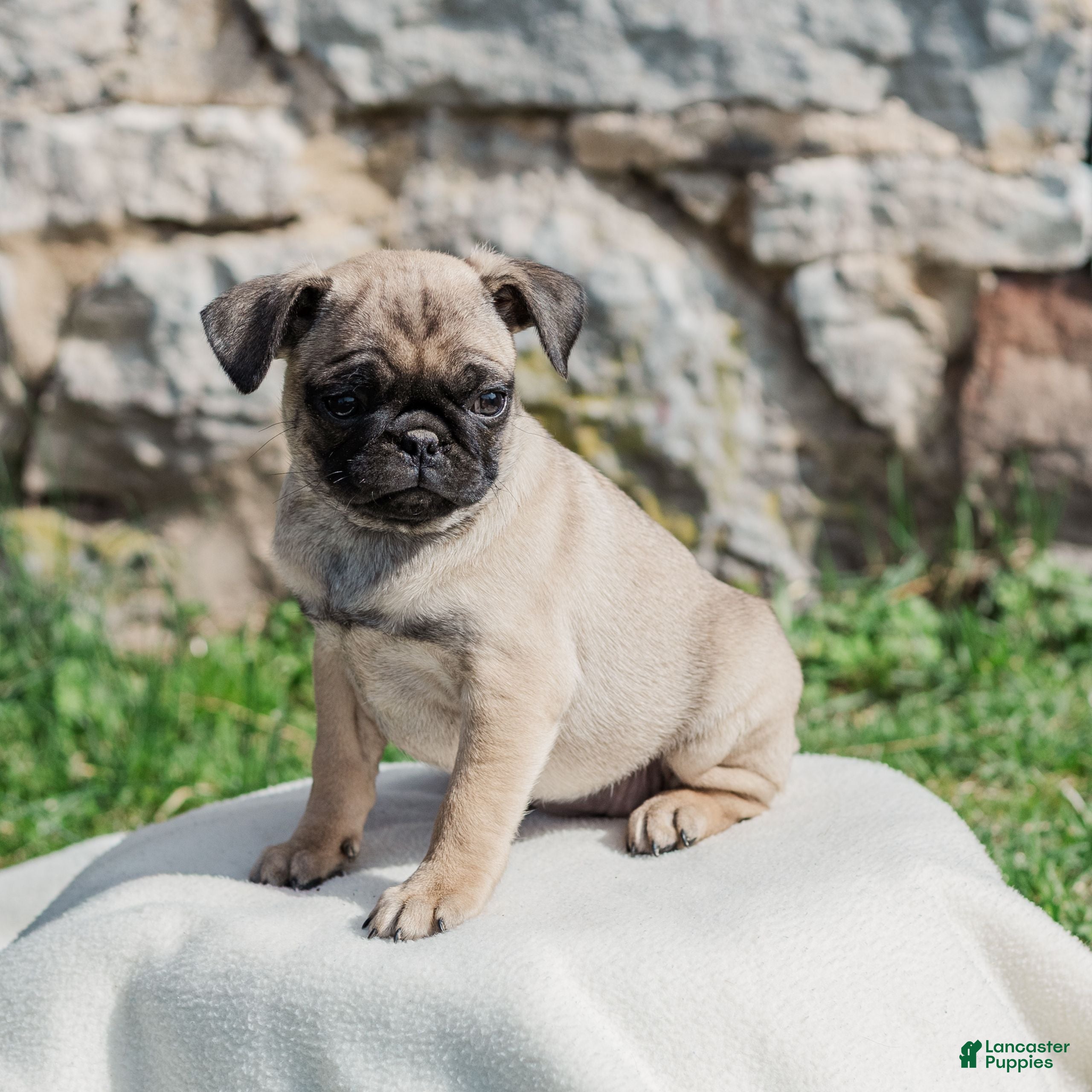 Pug dogs Hazel  - Ad 2