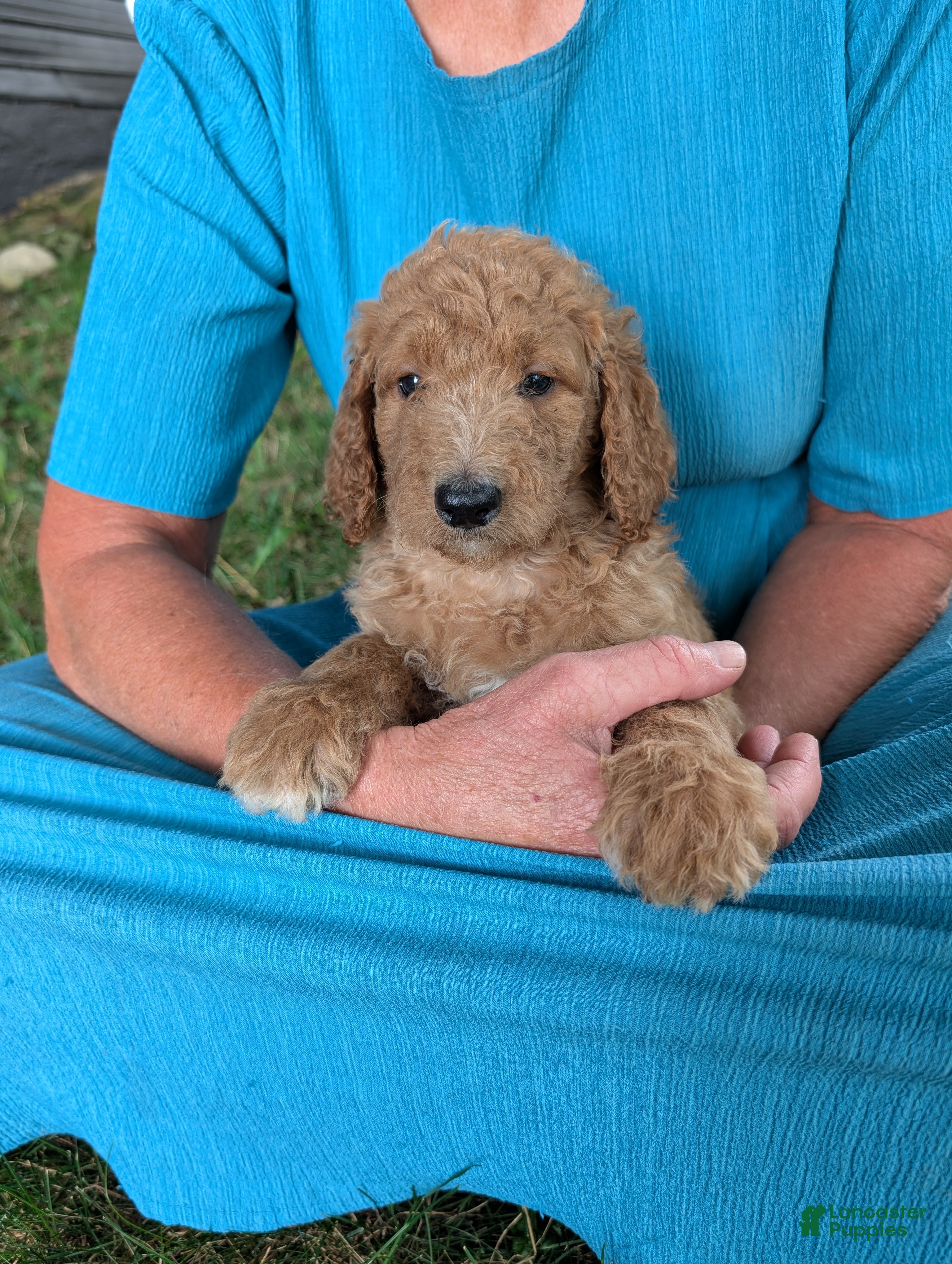 Goldendoodle dogs Annie  - Ad 1
