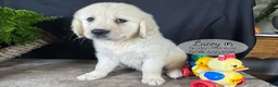 Golden Retriever dogs for sale: Lacey - Ad 4