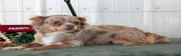 Chihuahua dogs for sale: Luna - Ad 4