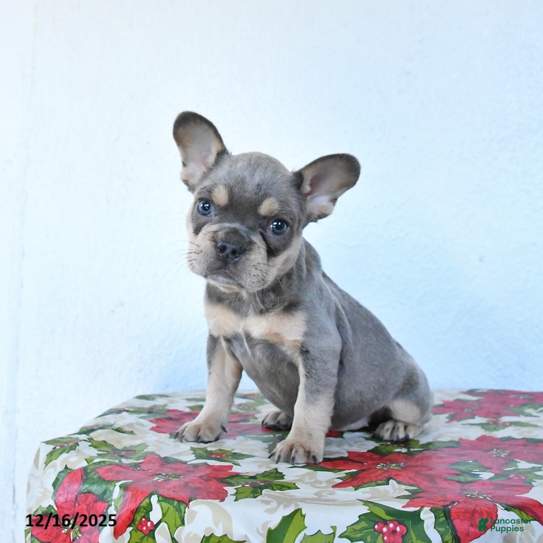 French Bulldog dogs for sale: Violet - Ad 2