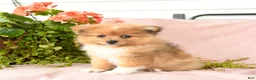 Pomeranian dogs for sale: Macey - Ad 3