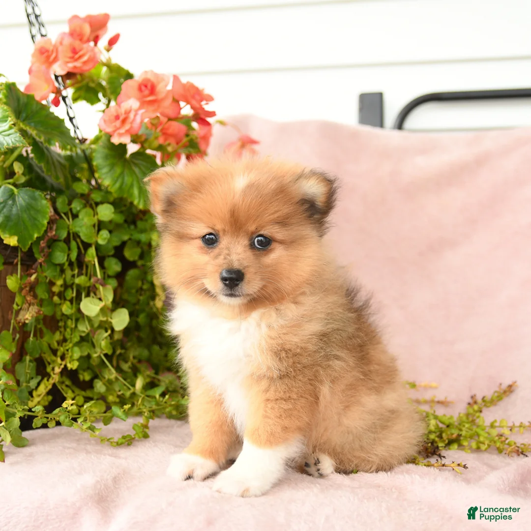 Pomeranian dogs for sale: Macey - Ad 3