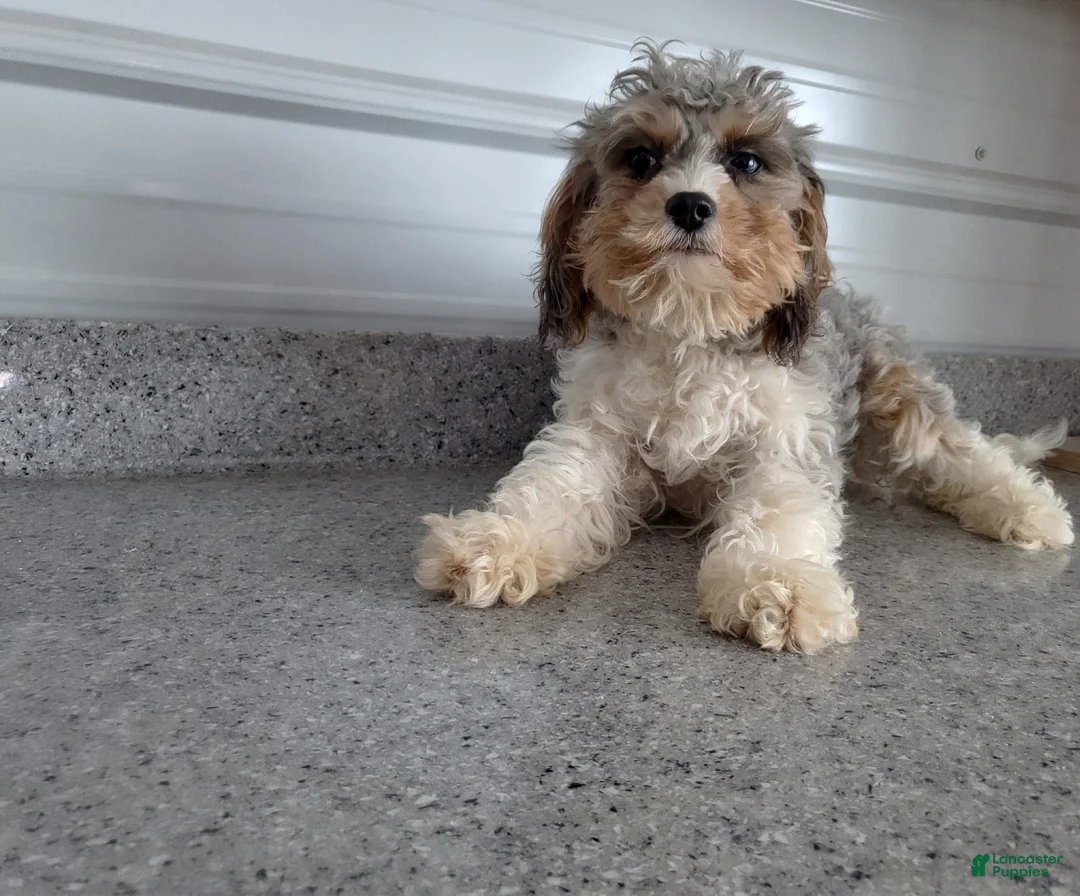 Cavapoo dogs for sale: Cavapoo Puppy 1 Blue - Ad 4