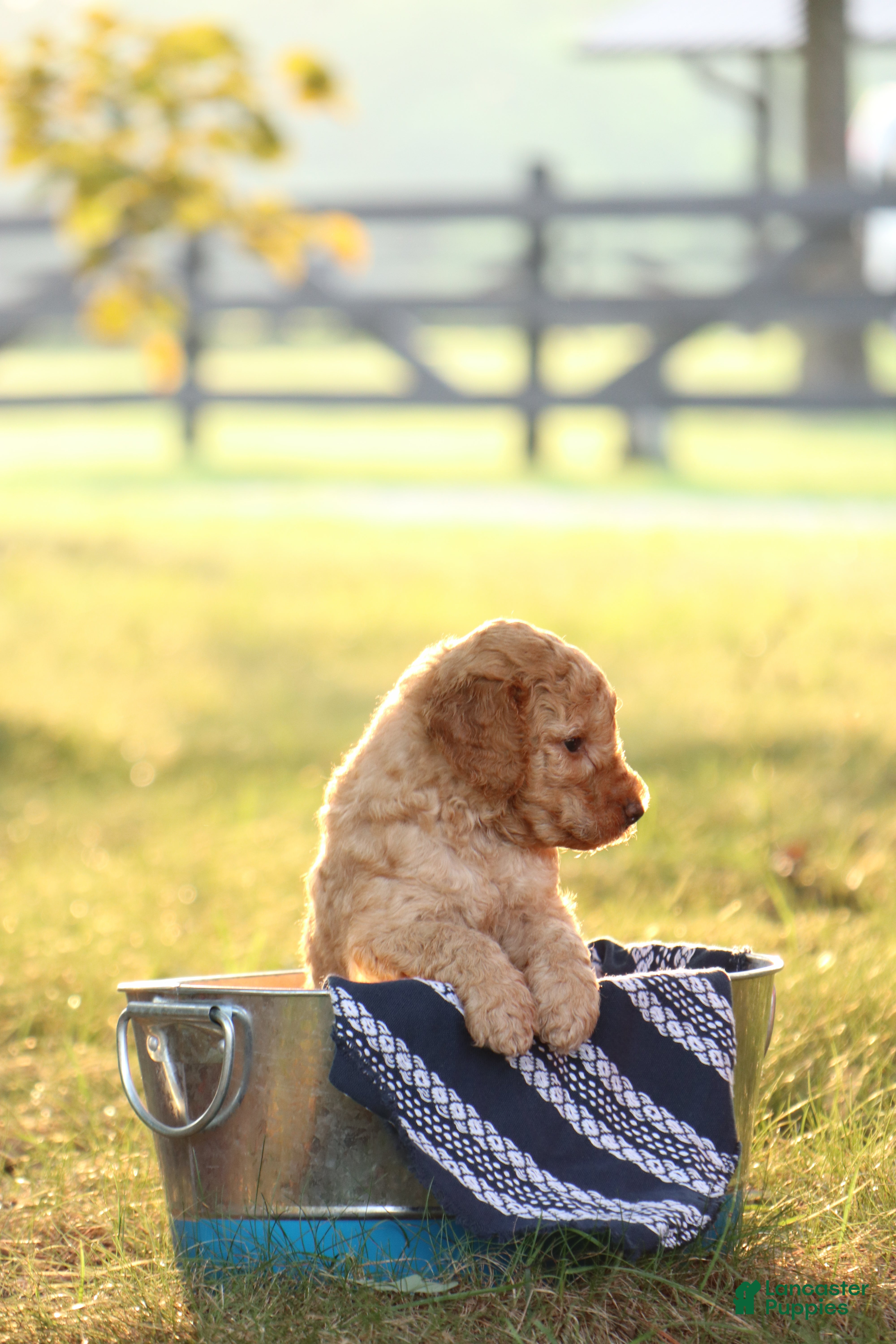 Mini Goldendoodle dogs Allen - Ad 2