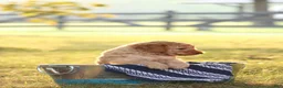 Mini Goldendoodle dogs for sale: Allen - Ad 2