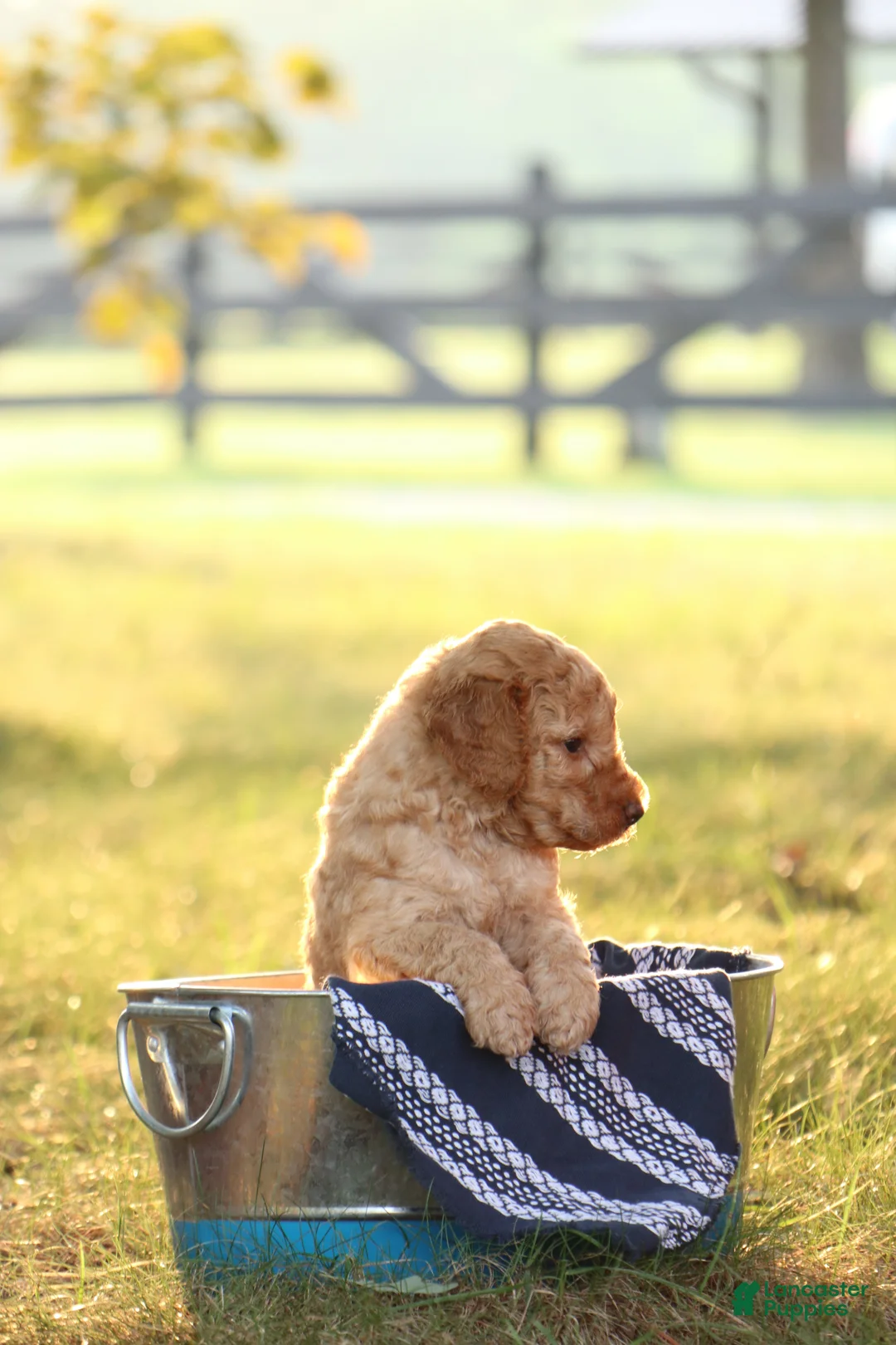 Mini Goldendoodle dogs for sale: Allen - Ad 2
