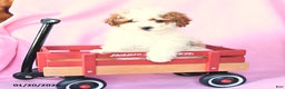 Toy Poodle dogs for sale: Rain - Ad 1