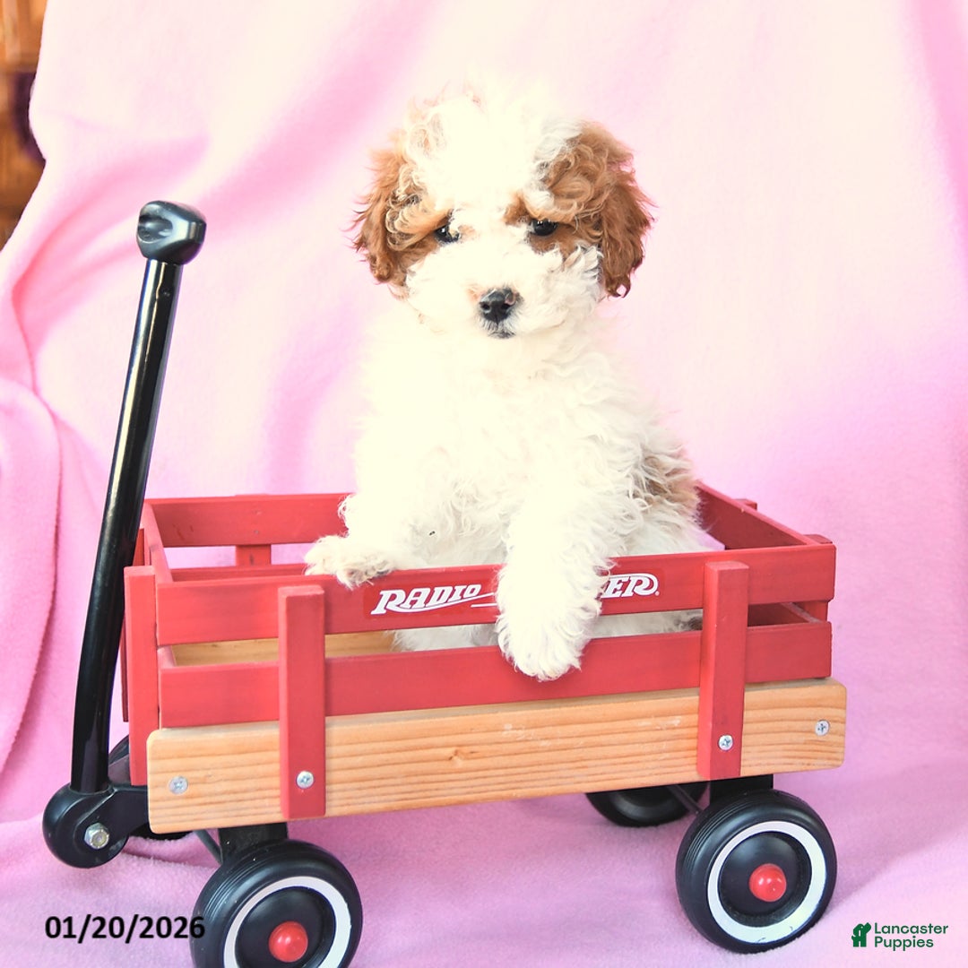 Toy Poodle dogs for sale: Rain - Ad 1