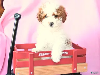 Toy Poodle dogs Rain - Ad 16