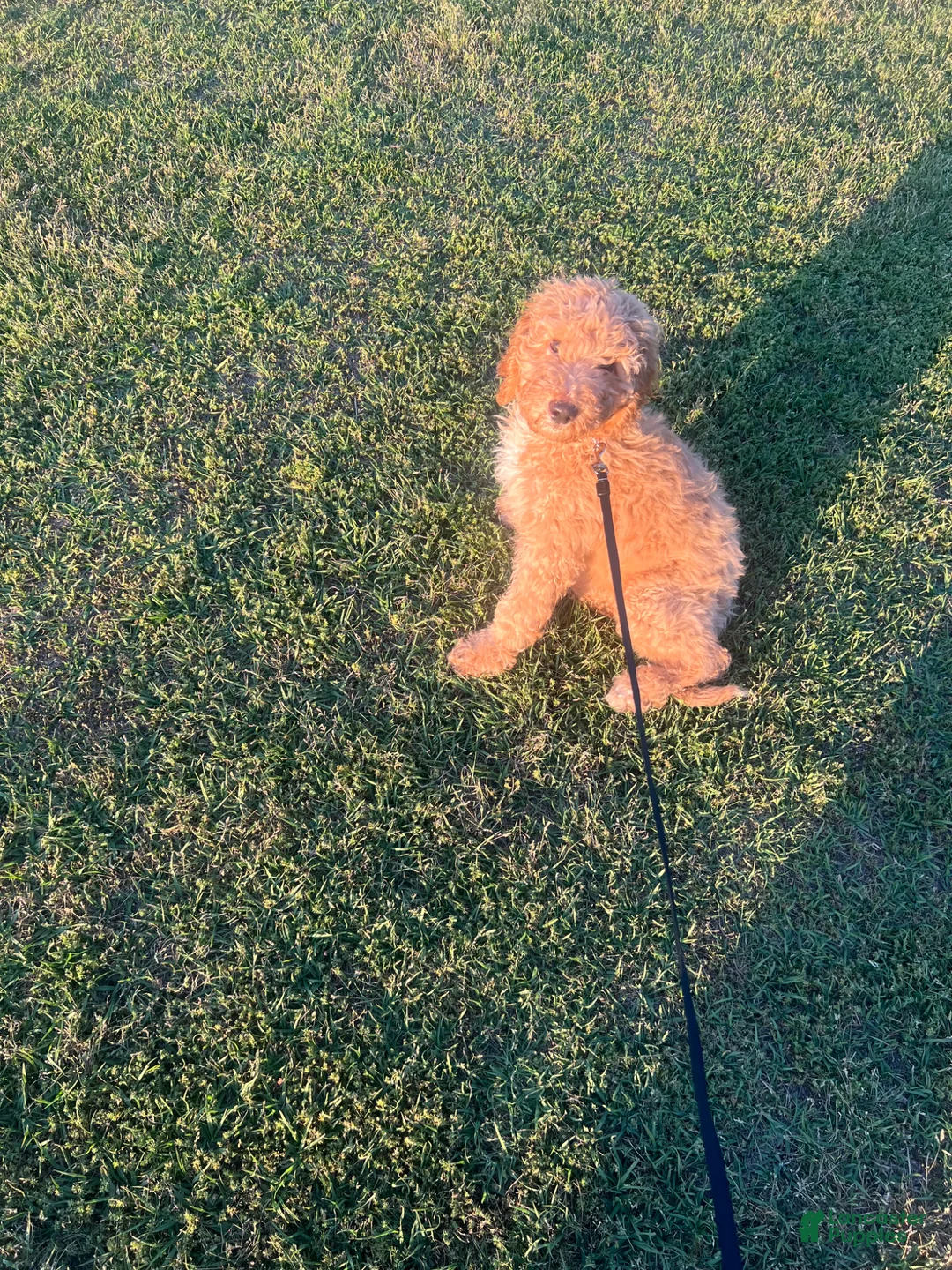Goldendoodle dogs for sale: Goldendoodle Puppy 2 - Ad 2