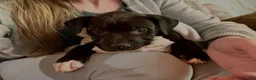 American Pit Bull Terrier dogs for sale: American Pit Bull Terrier 1 - Ad 5