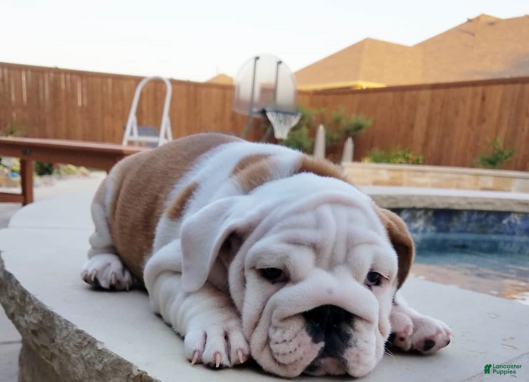 English Bulldog dogs English Bulldog Puppy 2 - Ad 24