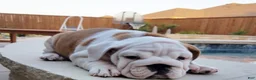 English Bulldog dogs for sale: English Bulldog Puppy 2 - Ad 1