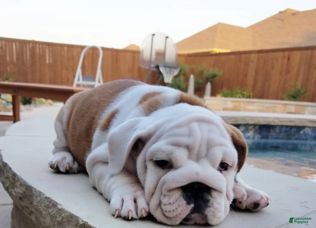 English Bulldog dogs for sale: English Bulldog Puppy 2 - Ad 1