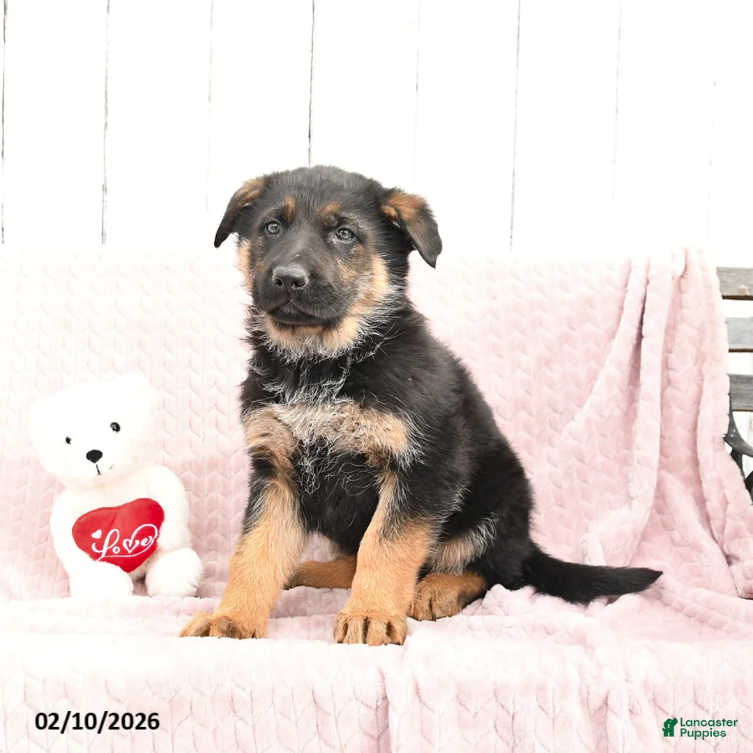 German Shepherd dogs for sale: Sam - Ad 3