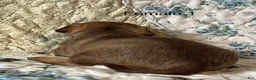 Chiweenie dogs for sale: Chiweenie 5 - Ad 3