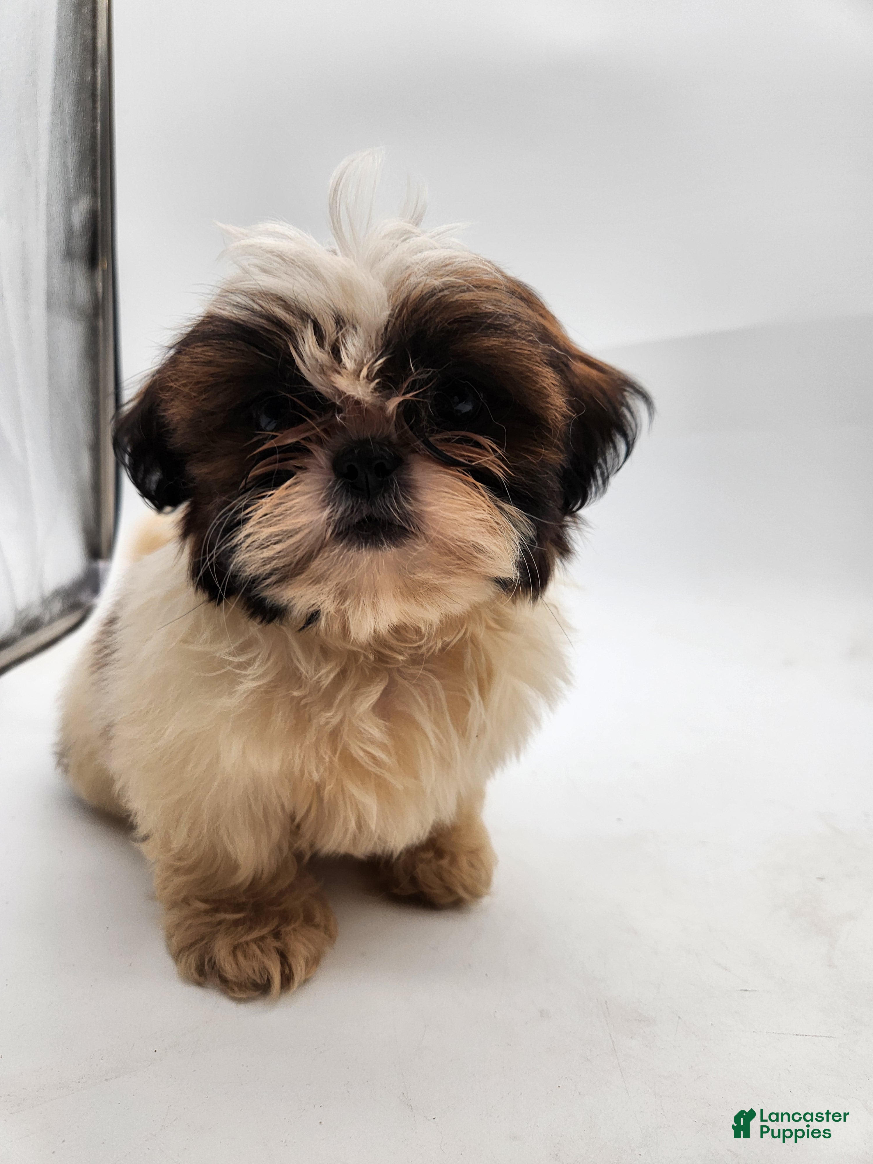 Shih Tzu dogs for sale: Luna - Ad 2