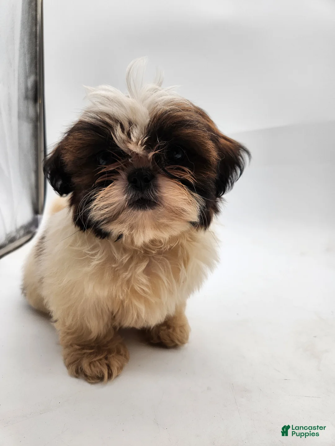 Shih Tzu dogs for sale: Luna - Ad 1