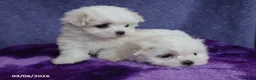 Maltese dogs for sale: Max - Ad 9