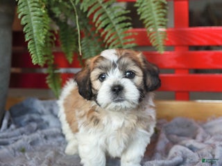 Teddy Bear dogs Tigger - Ad 22