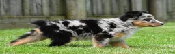 Australian Shepherd dogs for sale: Jody - Ad 12