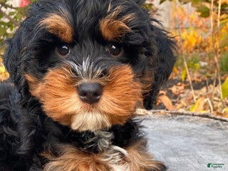Mini Bernedoodle dogs - Ad 4