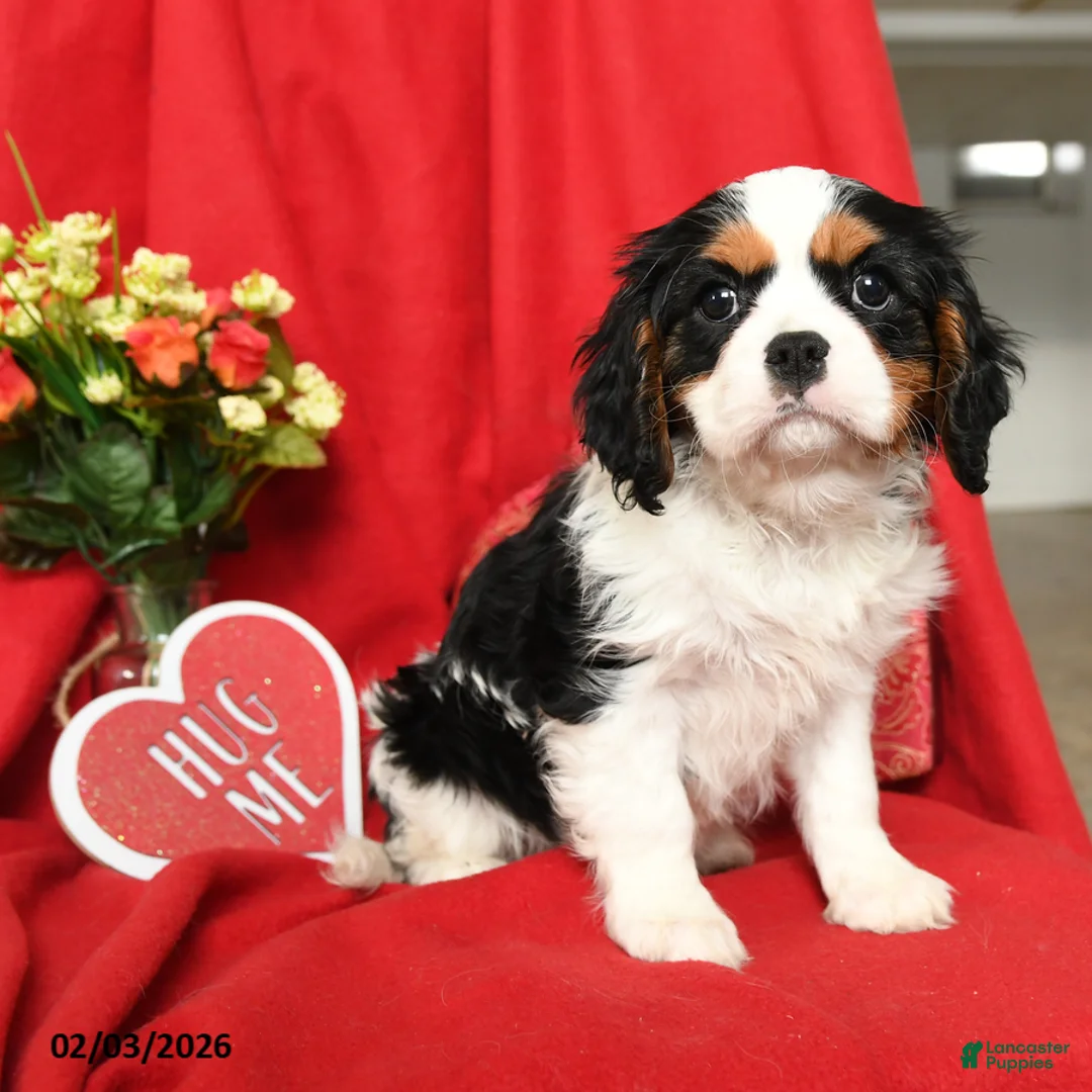 Cavalier King Charles Spaniel dogs for sale: Lady - Ad 3