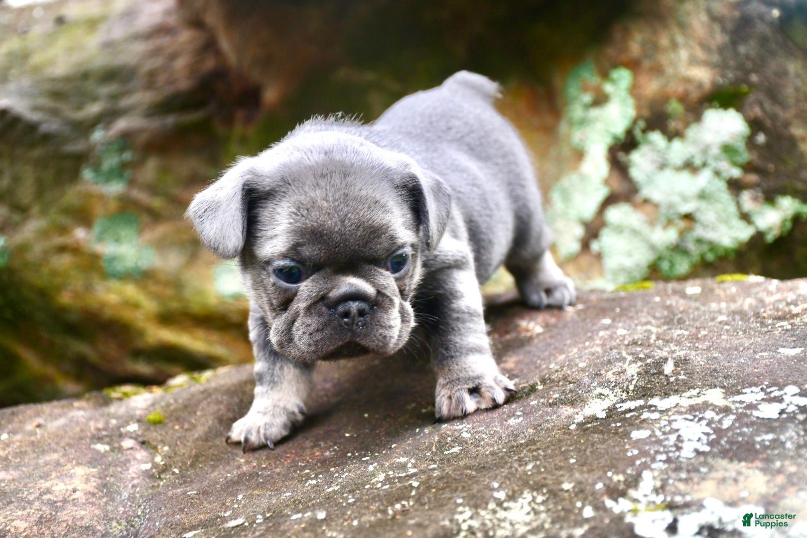 French Bulldog dogs French Bulldog 2 - Ad 2