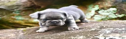 French Bulldog dogs for sale: French Bulldog 2 - Ad 2