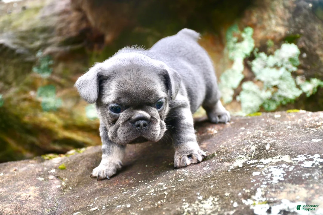 French Bulldog dogs for sale: French Bulldog 2 - Ad 2