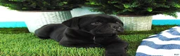Mixed Breed dogs for sale: Sandra - Ad 2