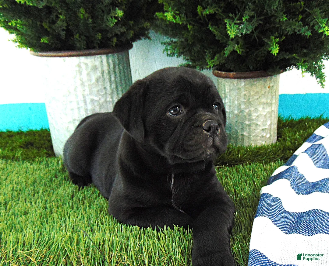 Mixed Breed dogs for sale: Sandra - Ad 2